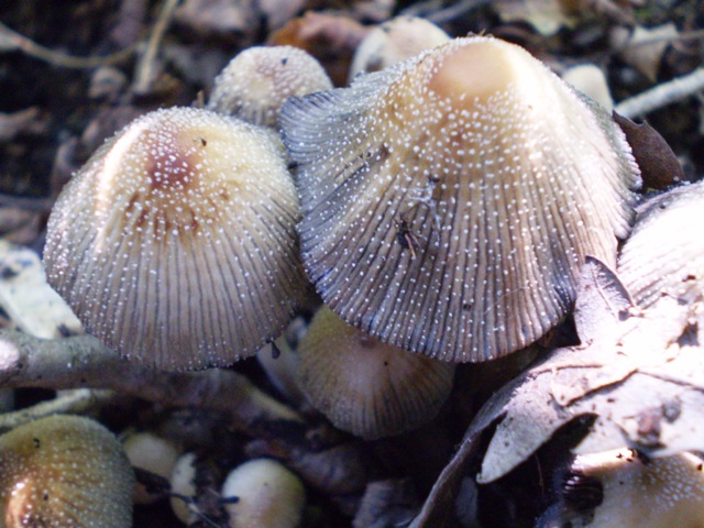 Coprinus ?.?.?